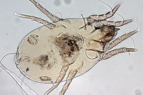 Dermatophagoide Pteronyssinus (European house dust mite ...